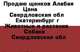 Продаю щенков Алабая › Цена ­ 5 000 - Свердловская обл., Екатеринбург г. Животные и растения » Собаки   . Свердловская обл.